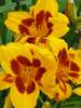 Hemerocallis Black Eyed Susan