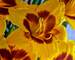 Hemerocallis Black Eyed Susan