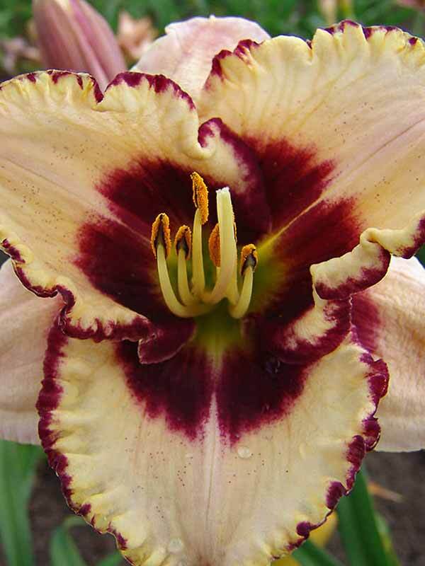 Hemerocallis Border Music