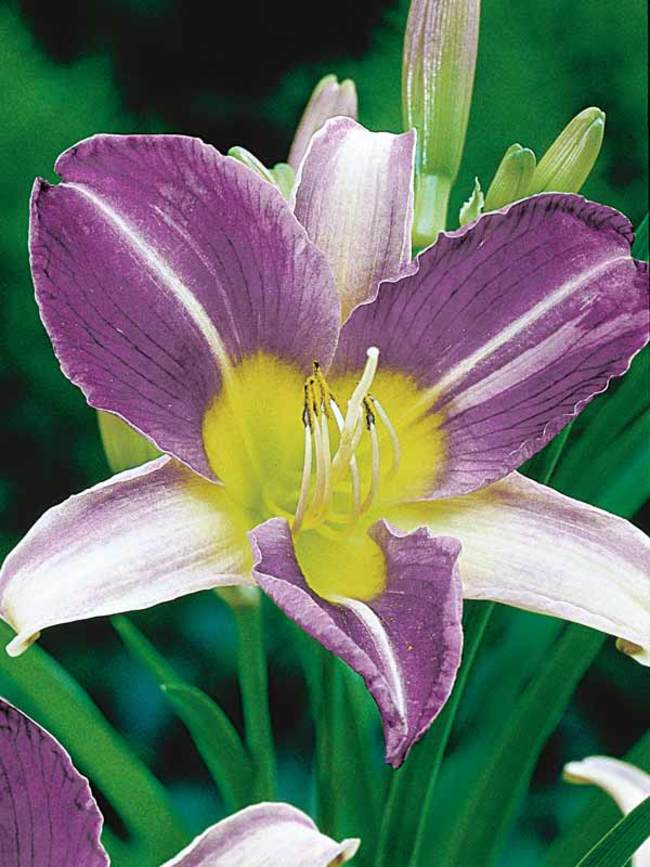 Hemerocallis Blue Sheen