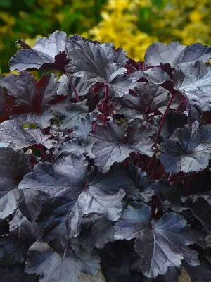 Link to Heuchera Black Pearl