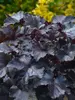 Heuchera Black Pearl