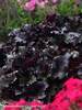 Heuchera Black Pearl