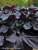 Heuchera Black Pearl