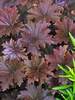 Heuchera Bronze Wave