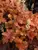 Heucherella Buttered Rum