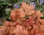 Heucherella Buttered Rum