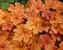 Heucherella Buttered Rum