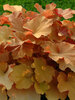 Heuchera Caramel