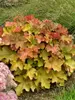 Heuchera Caramel