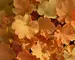 Heuchera Caramel