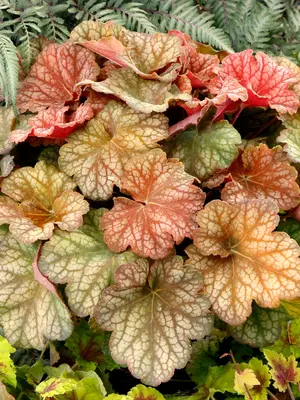 Link to Heuchera Changeling