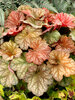 Heuchera Changeling