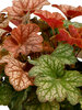 Heuchera Changeling