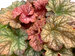 Heuchera Changeling