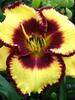 Hemerocallis Calico Jack