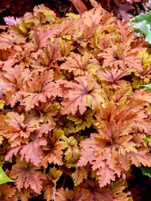 Link to Heucherella Copper King