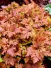 Heucherella Copper King