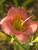 Hemerocallis Chorus-Line