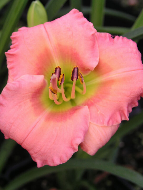 Hemerocallis Chorus-Line