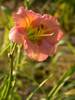 Hemerocallis Chorus-Line