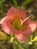 Hemerocallis Chorus-Line