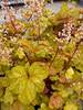 Heuchera Champagne