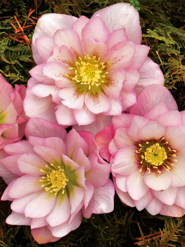 Helleborus Cotton Candy