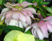 Helleborus Cotton Candy