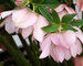 Helleborus Cotton Candy