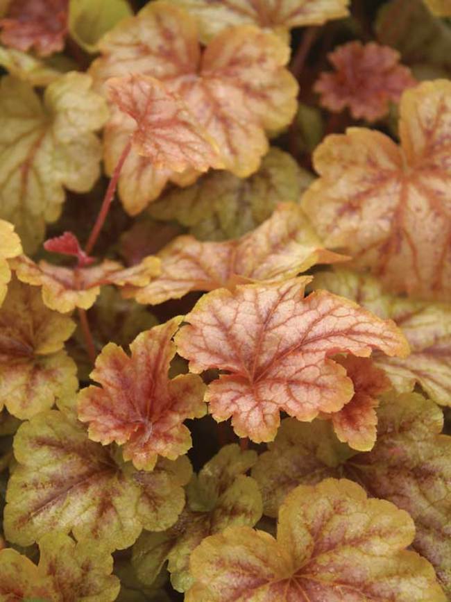 Heucherella Copper Cascade Bluestone Perennials
