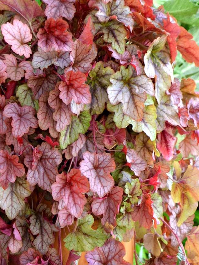 Heucherella Copper Cascade Bluestone Perennials