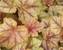 Heucherella Copper Cascade