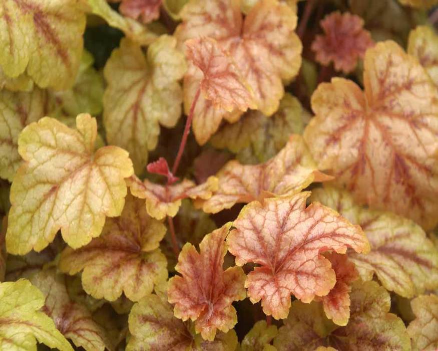 Heucherella Copper Cascade Bluestone Perennials