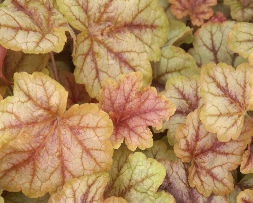 Heucherella Copper Cascade Bluestone Perennials