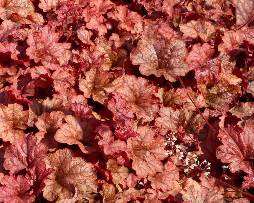Heucherella Copper Cascade Bluestone Perennials