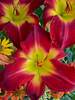 Hemerocallis Cherokee Star