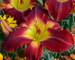 Hemerocallis Cherokee Star