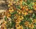 Helenium Carnival