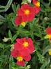 Helianthemum Dazzler