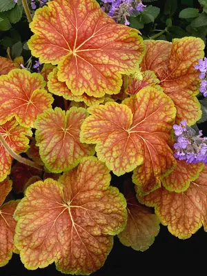 Link to Heuchera Delta Dawn
