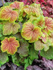 Heuchera Delta Dawn