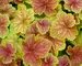Heuchera Delta Dawn