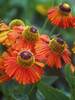 Helenium Dancing Flames