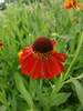 Helenium Dancing Flames