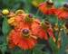 Helenium Dancing Flames