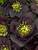 Helleborus Dark and Handsome