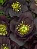 Helleborus Dark and Handsome