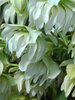 Helleborus Sparkling Diamond