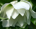 Helleborus Sparkling Diamond